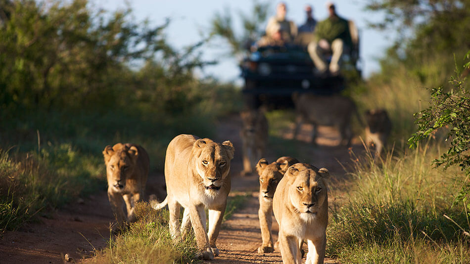 Among the hundreds of animals and birds Mirkovic can expect to see in their natural habitat are lions like this one located in Kapama Game Reserve.