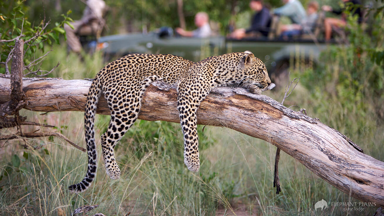 As part of his guided tour, Mirkovic will visit three of the best game reserves in South Africa including the Sabi Sands Reserve where this leopard was spotted taking a nap.